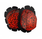 Zweifarbig
